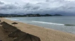 Niebezpieczeństwo na plaży - piasek pchły